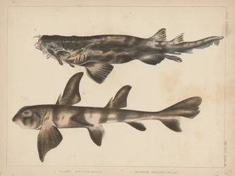 1. Triakis Scyllium, 2. Cestracion Phillippi, 1855